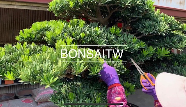 img 8514 [羅漢松]累積小事，自然成事。 盆栽(Bonsai)