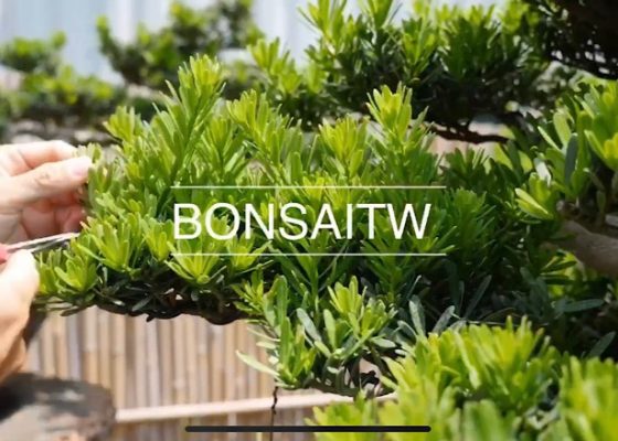 img 8515 [晶鑽羅漢松]捨得，有捨才有得。 整理