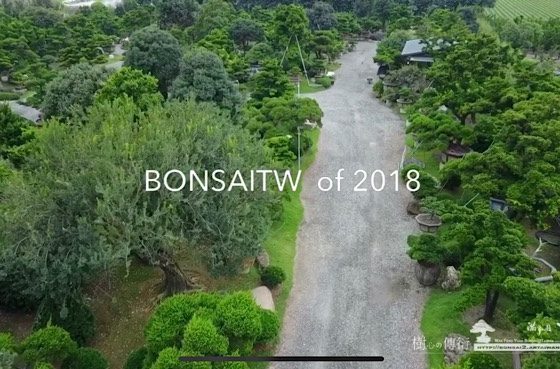 img 8517 [滿峯園古美樹]BONSAITW OF 2018 古美樹(Gumeishu)