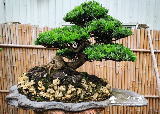 0e9ce58a 17af 4b43 8eda f4007bff04ba [晶鑽羅漢松] 成功的人找方法，失敗的人找理由。 石盤