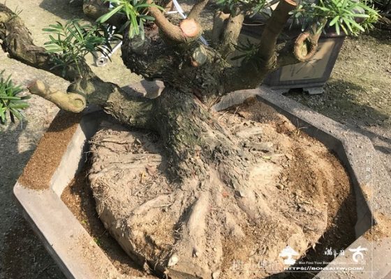 115 [羅漢松]大型素材上盆培養 素材(Material)