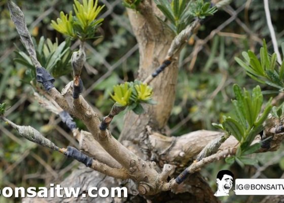 2019 05 07 222952 [晶鑽羅漢松]新的開始！ 盆栽樂趣(Travel)