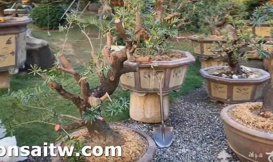 2019 05 10 180120 [羅漢松]大型素材 素材(Material)