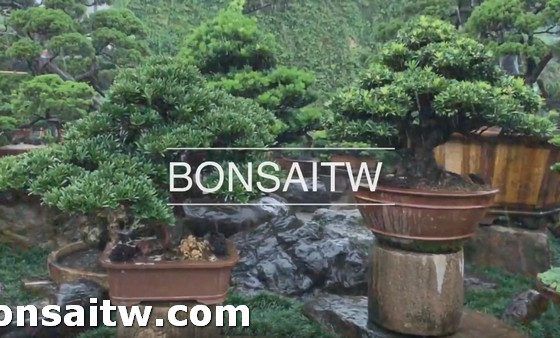 2019 05 20 192019 [羅漢松]衝一波 盆栽樂趣(Travel)