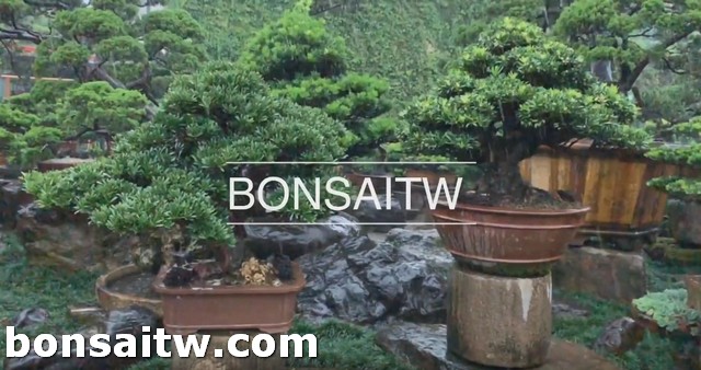 2019 05 20 192019 [羅漢松]衝一波 盆栽樂趣(Travel)