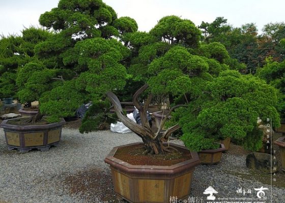 20190513 2 [真柏]整理 大型庭園樹專區(Garden Tree)