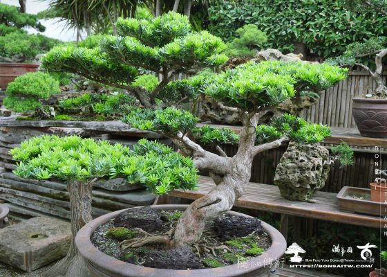 367e4983 ab3d 492a 8253 1a17d8c49e7c [晶鑽羅漢松]整理 羅漢松(Podocarpus costalis)