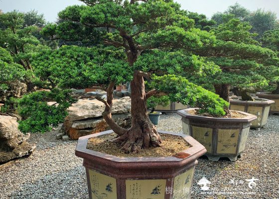 46c13e23 6dce 451f 932a 0688bad659d7 [晶鑽羅漢松]大型盆栽 大型盆栽(Grand Bonsai)