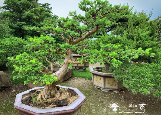 48cf43f5 5421 41f5 921d 2488df1955b4 [晶鑽羅漢松]培養中的大型盆景 大型盆栽(Grand Bonsai)
