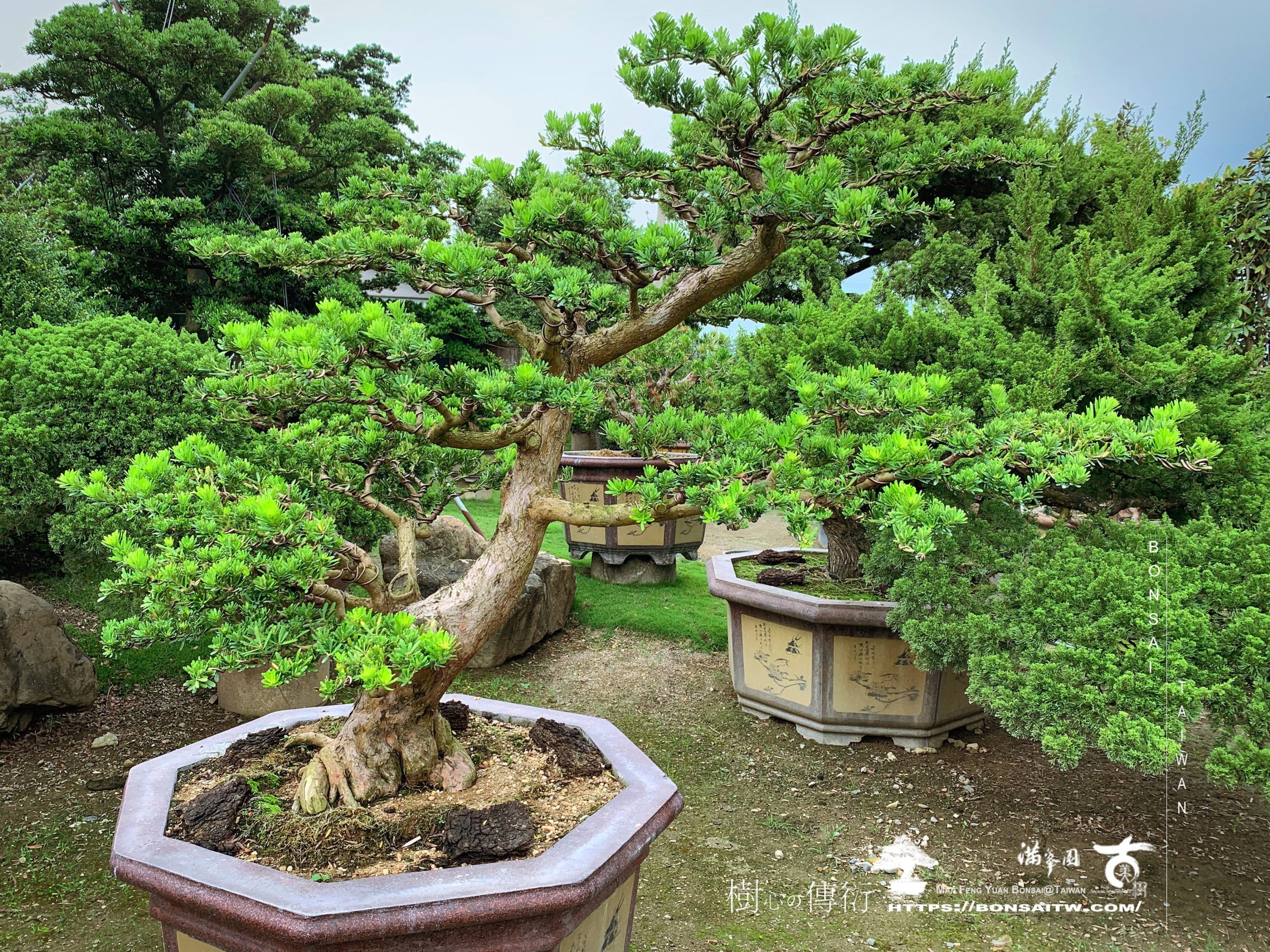 48cf43f5 5421 41f5 921d 2488df1955b4 [晶鑽羅漢松]培養中的大型盆景 晶鑽羅漢松(Diamond Podocarpus costalis)