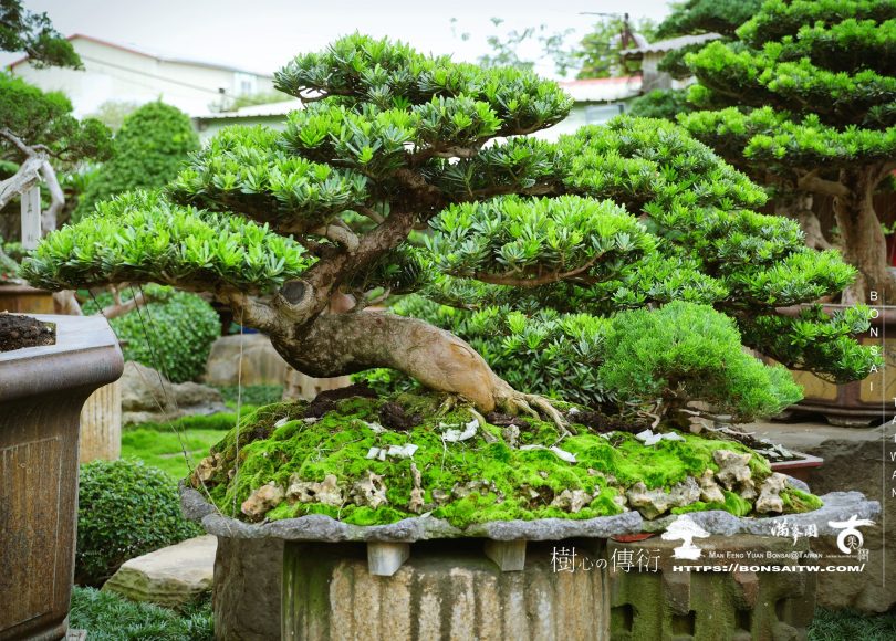 553c0c3c 50a1 4782 8cdf 1657fad9030d [晶鑽羅漢松]困難，是激發出潛能的機會。 晶鑽羅漢松(Diamond Podocarpus costalis)