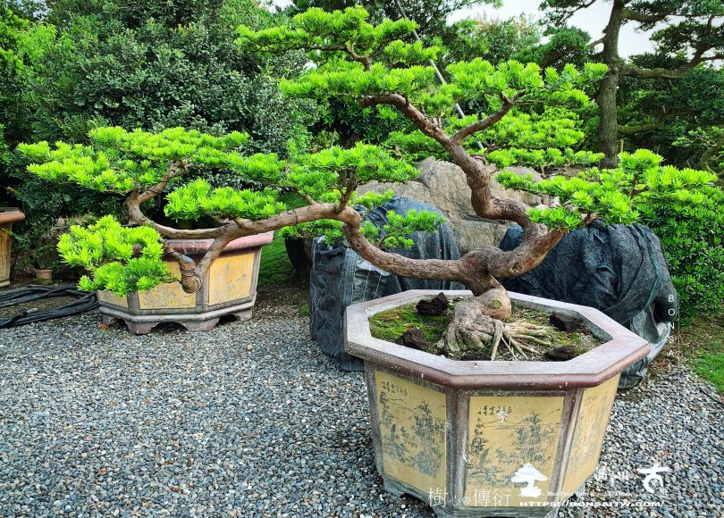 8b87726f 358a 433c bcd9 14df48b750fe [晶鑽羅漢松]大型盆栽 晶鑽羅漢松(Diamond Podocarpus costalis)
