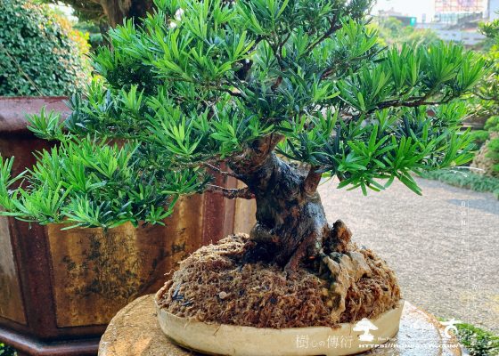 902d6675 f238 4406 a2a5 94728c7e925f [雀舌羅漢松]整理 雀舌羅漢松