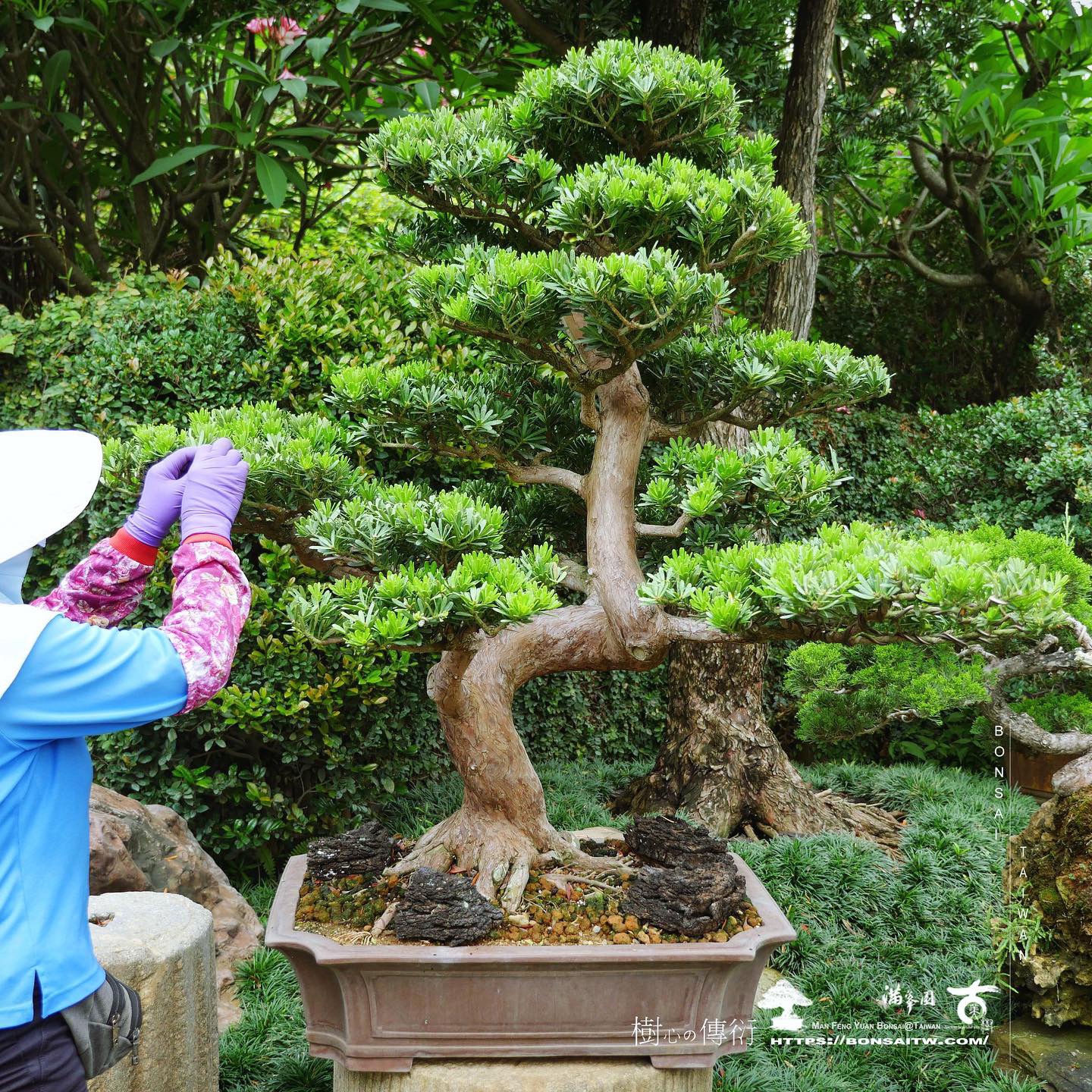 9788c6a7 fad5 4229 b455 5907c406191f [晶鑽羅漢松]大型盆景.整理 晶鑽羅漢松(Diamond Podocarpus costalis)