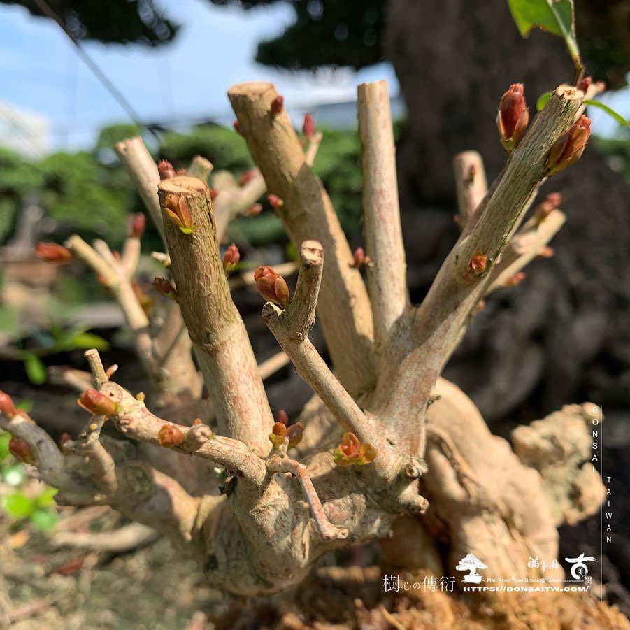 9fb2129f 24cc 47b2 bfe6 56b4806ee452 1 [百日紅] 9天變化 盆栽樂趣(Travel)