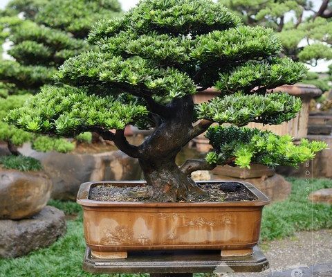 P1430796 1 [晶鑽羅漢松]細緻の美感(8) 盆栽