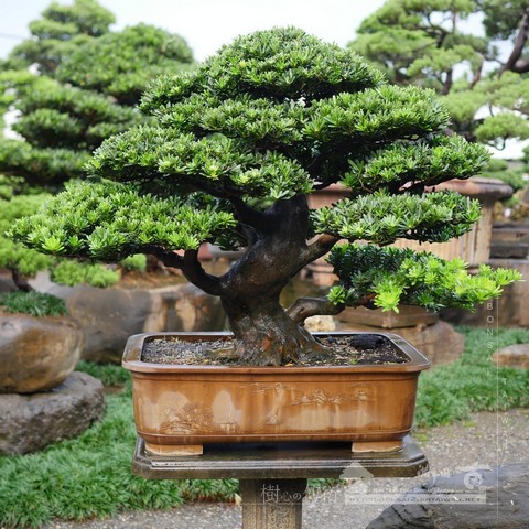 P1430796 1 [晶鑽羅漢松]細緻の美感(8) 晶鑽羅漢松(Diamond Podocarpus costalis)