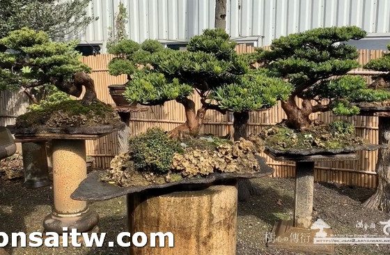 S 5660679 [晶鑽羅漢松]相信你所相信的，放手去做。無論如何，都是最好的結果。 石盤