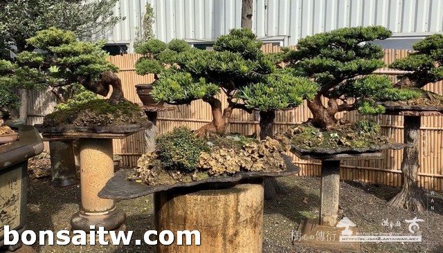 S 5660679 [晶鑽羅漢松]相信你所相信的，放手去做。無論如何，都是最好的結果。 盆栽(Bonsai)