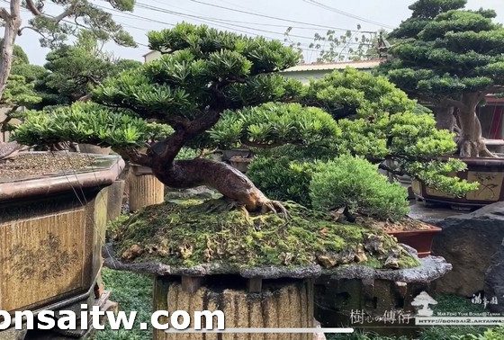 S 5660680 1 [晶鑽羅漢松]苔，隨著天候季節而不同而改變，有時翠綠，有時枯黃。 石盤