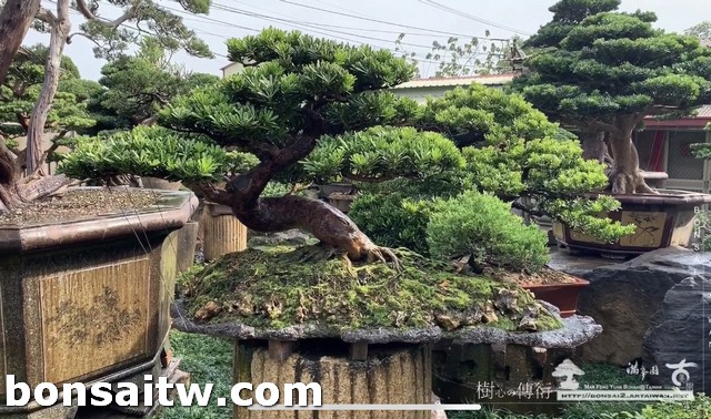 S 5660680 1 [晶鑽羅漢松]苔，隨著天候季節而不同而改變，有時翠綠，有時枯黃。 盆栽(Bonsai)