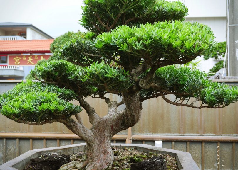 b1c5ffa3 51ed 4ff3 9db1 423b709f9c72 [晶鑽羅漢松]整理 晶鑽羅漢松(Diamond Podocarpus costalis)
