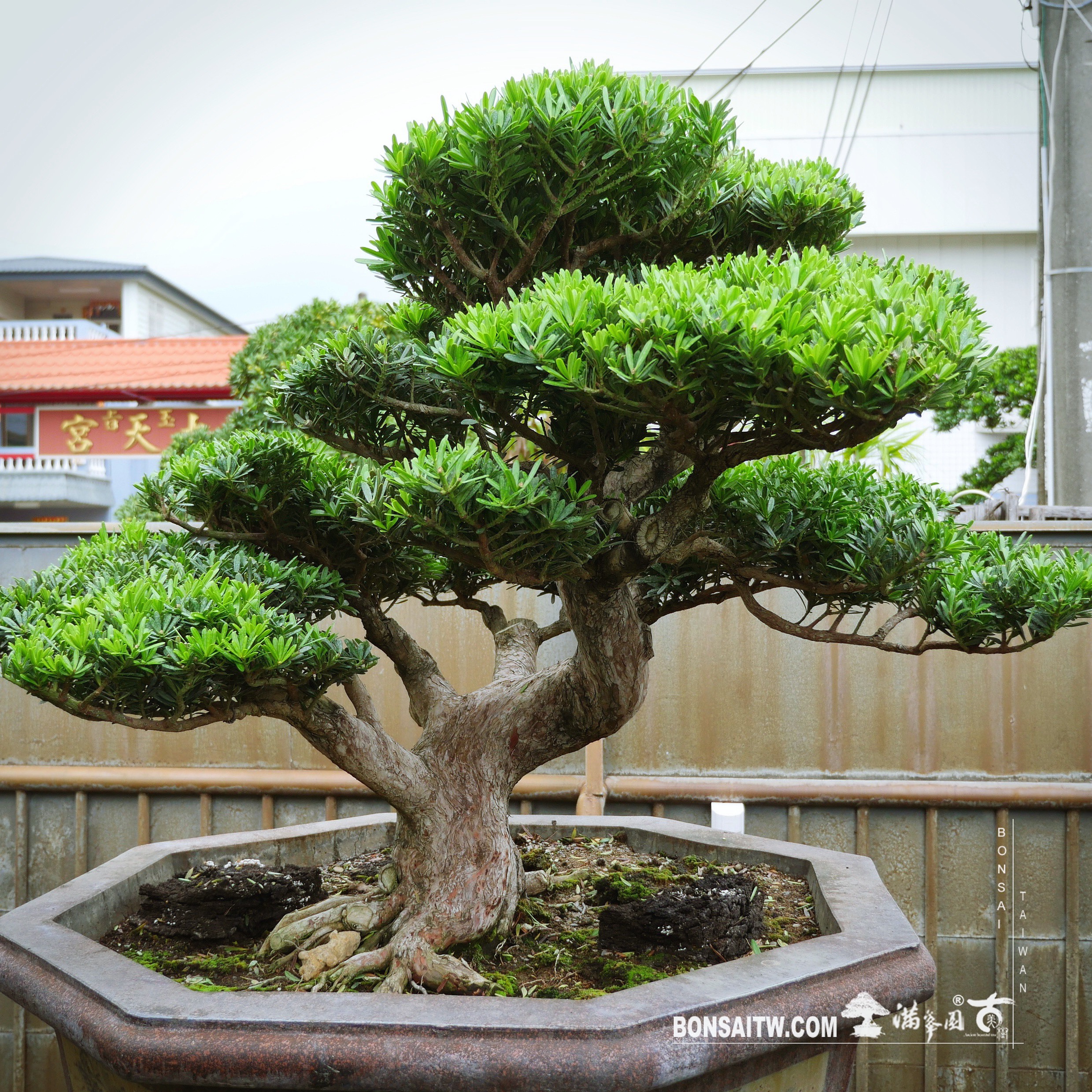 b1c5ffa3 51ed 4ff3 9db1 423b709f9c72 [晶鑽羅漢松]整理 晶鑽羅漢松(Diamond Podocarpus costalis)