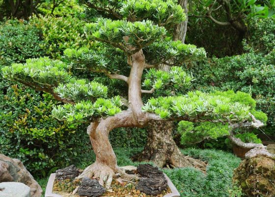 b799f609 05c8 4c6a beaa 826bc70abcf1 [晶鑽羅漢松]大型盆景.整理 羅漢松(Podocarpus costalis)