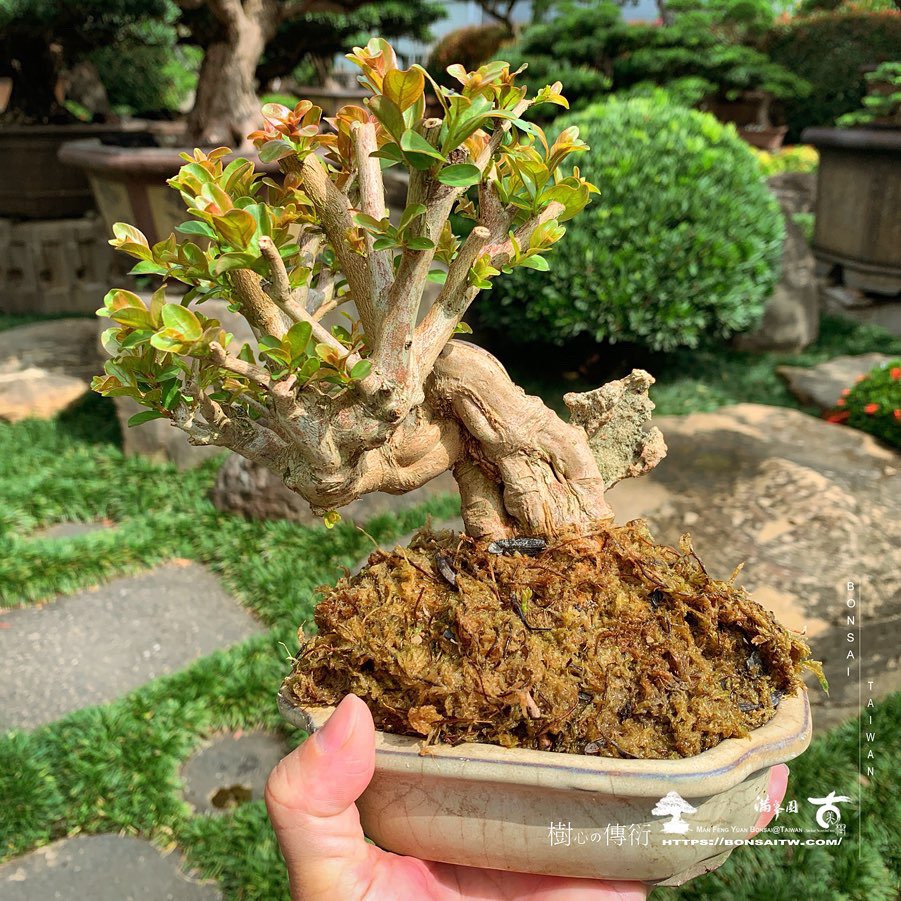 b91cedc3 6ceb 4349 8f6e 4a4d8b145629 1 [百日紅] 9天變化 盆栽樂趣(Travel)