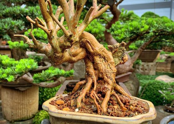 bfdcfa38 d107 451c 86b5 5a958cd5b8c6 1 [百日紅] 9天變化 盆栽樂趣(Travel)