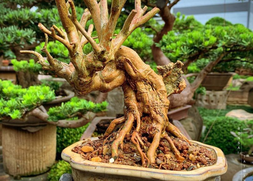 bfdcfa38 d107 451c 86b5 5a958cd5b8c6 1 [百日紅] 9天變化 盆栽樂趣(Travel)