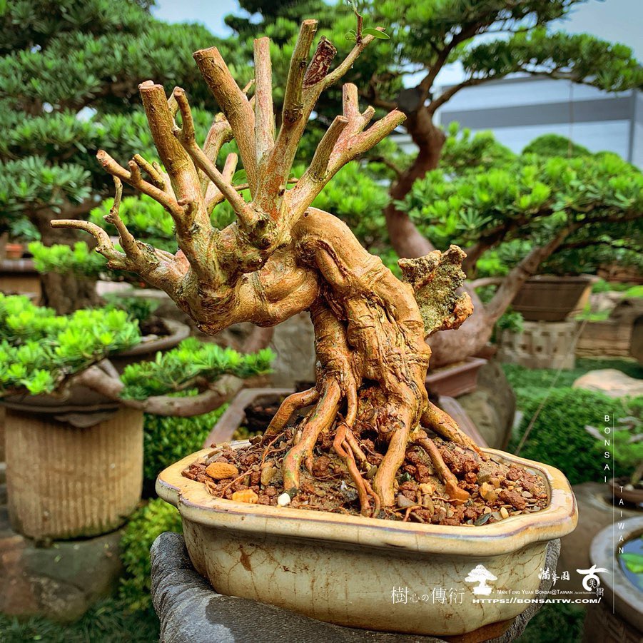 bfdcfa38 d107 451c 86b5 5a958cd5b8c6 1 [百日紅] 9天變化 盆栽樂趣(Travel)