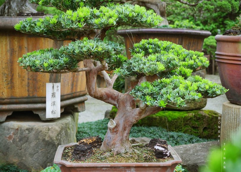 c2cee5c7 bbef 4abc af05 2cf6b2e911d6 [晶鑽羅漢松] 時間，在無形中消失，也創造機會。 晶鑽羅漢松(Diamond Podocarpus costalis)