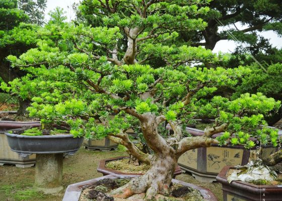 c33bedea 2c73 44f9 b864 e79a251f4eb8 [晶鑽羅漢松]大盆栽，培養中 羅漢松(Podocarpus costalis)