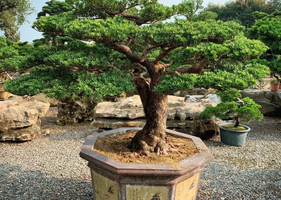d623d8ce 0a33 4253 b3cb 2361347ab8a6 [晶鑽羅漢松]大型盆栽 大型盆栽(Grand Bonsai)