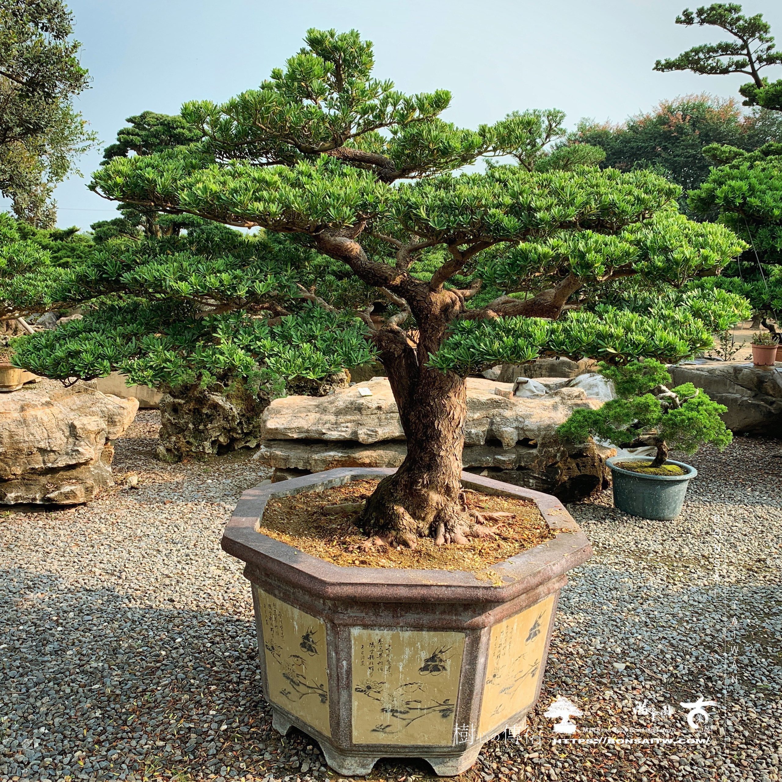 d623d8ce 0a33 4253 b3cb 2361347ab8a6 [晶鑽羅漢松]大型盆栽 晶鑽羅漢松(Diamond Podocarpus costalis)