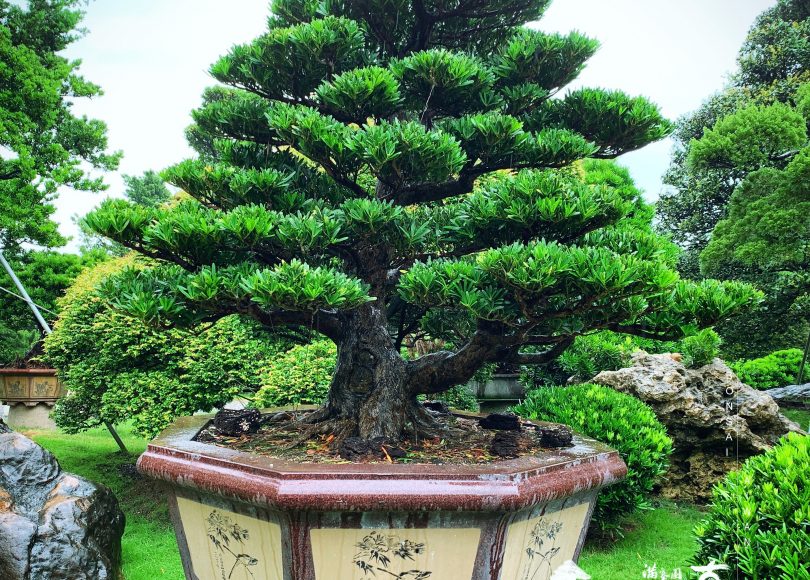 dcdc5fbb 3ee7 4fee befd cc9b57c89bee [羅漢松]大型盆栽 我們的作品(Our Design)
