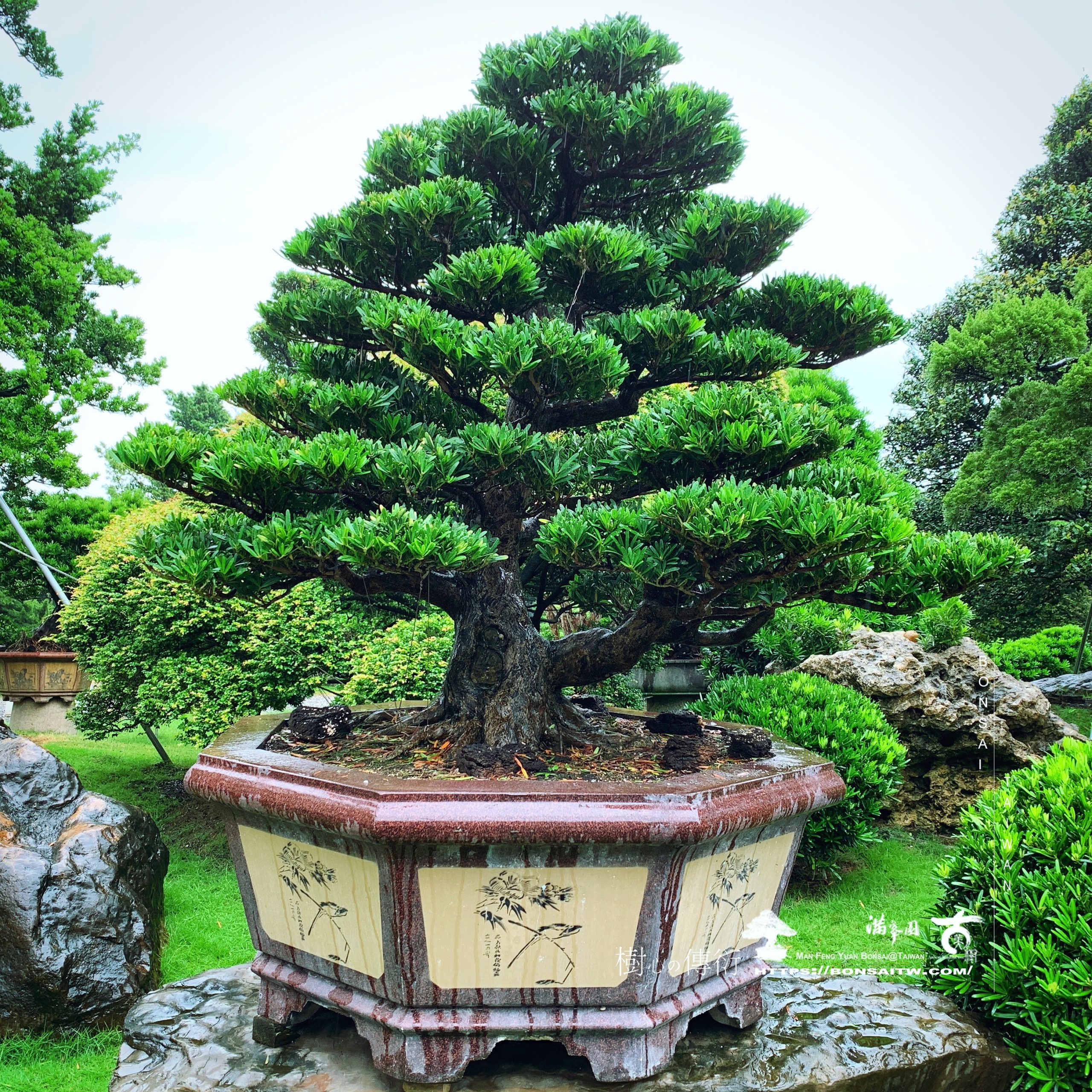 dcdc5fbb 3ee7 4fee befd cc9b57c89bee [羅漢松]大型盆栽 我們的作品(Our Design)