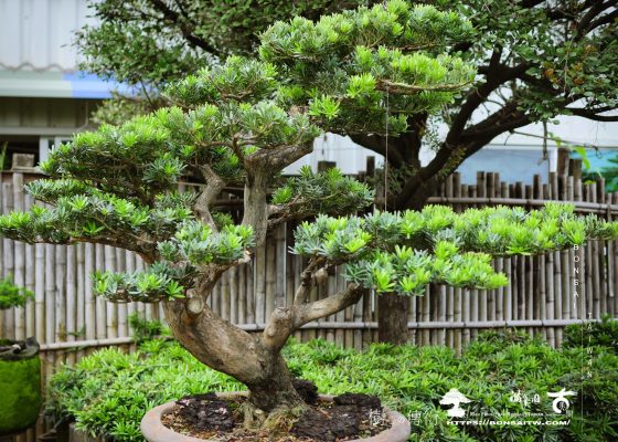 dd6e24dc d7f3 429a 97ea afa20a4fe343 [晶鑽羅漢松] 整理 晶鑽羅漢松(Diamond Podocarpus costalis)