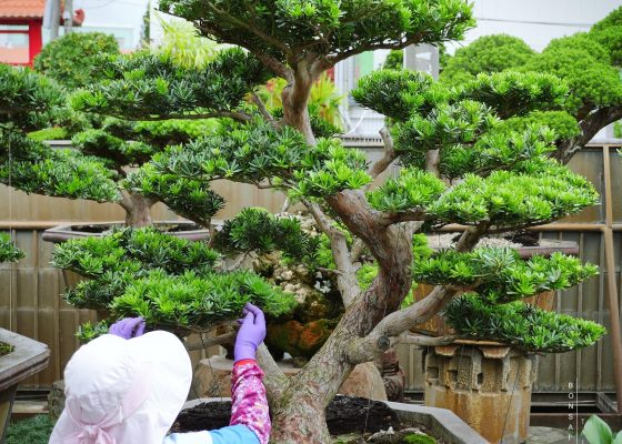 f09564c5 f315 46b2 8e73 090903ec02f4 [晶鑽羅漢松]大型盆景.整理 大型盆栽(Grand Bonsai)