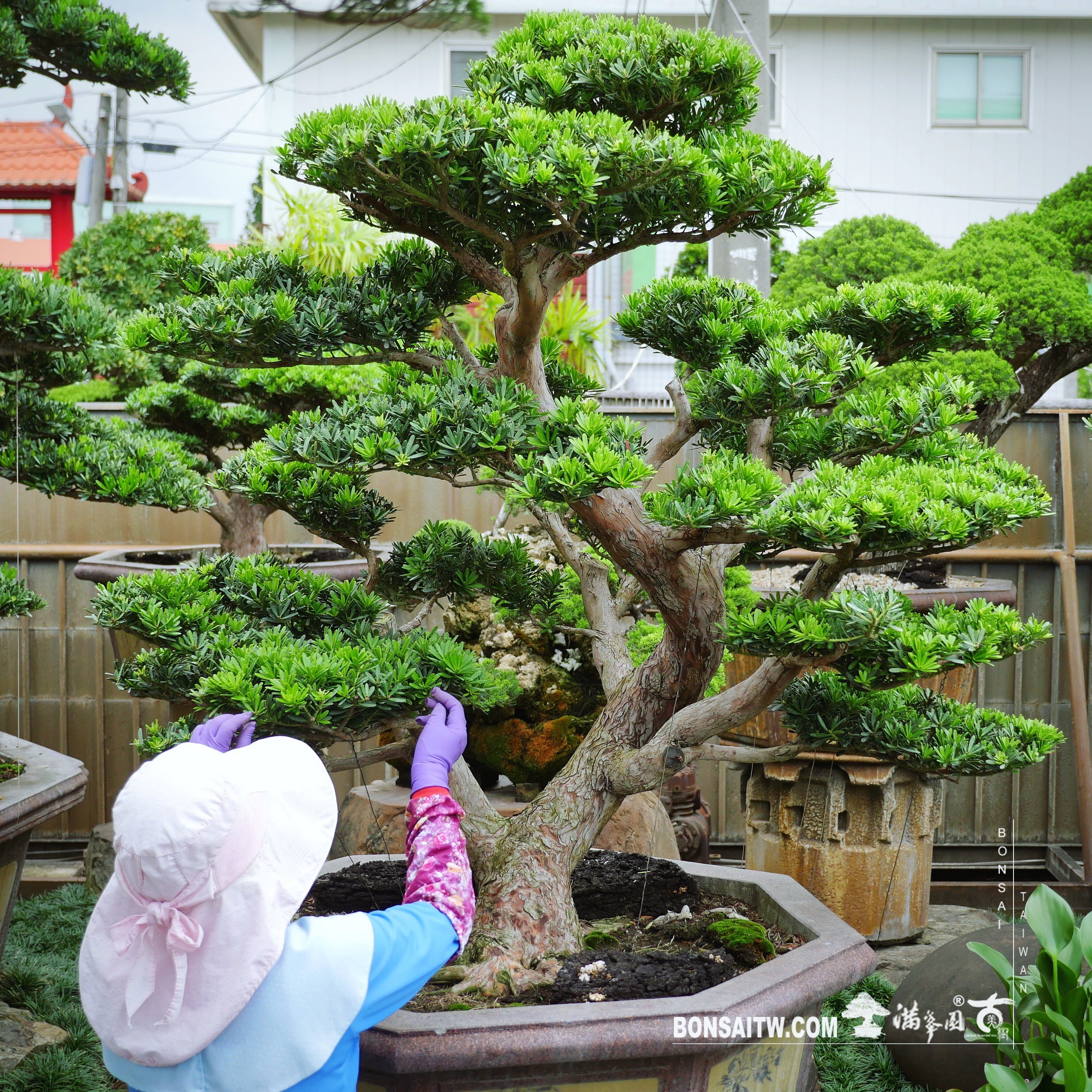 f09564c5 f315 46b2 8e73 090903ec02f4 [晶鑽羅漢松]大型盆景.整理 晶鑽羅漢松(Diamond Podocarpus costalis)