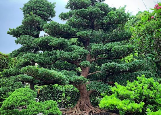 img 8650 [羅漢松]整理 大型庭園樹專區(Garden Tree)