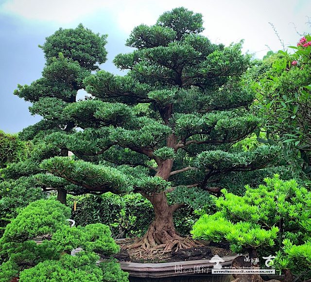 img 8650 [羅漢松]整理 大型庭園樹專區(Garden Tree)