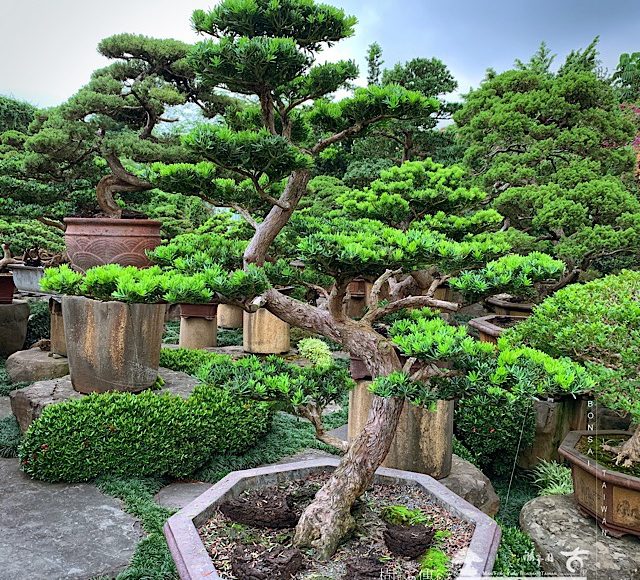 img 8702 [晶鑽羅漢松]整理 我們的作品(Our Design)