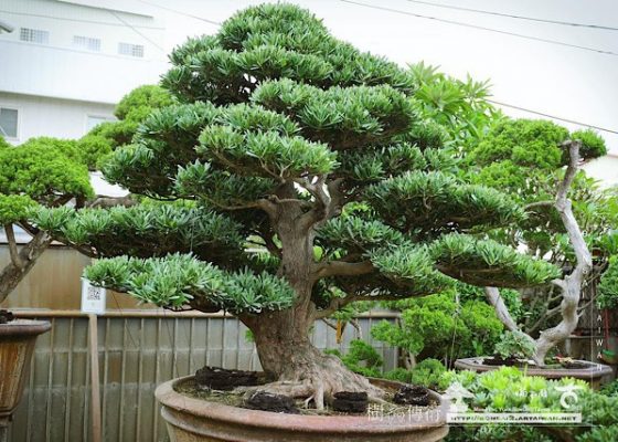 img 8703 [羅漢松]整理 盆景(Penjing)