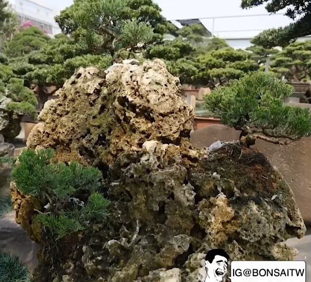 img 8775 [附石真柏]透過你的手，做你想做的。 影片(Video)