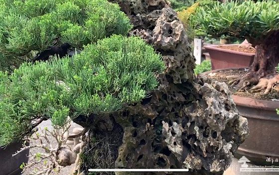 img 8777 [附石真柏] 樹石共生之趣 Rock with tree 附石盆景(rock with tree)