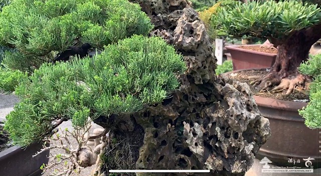 img 8777 [附石真柏] 樹石共生之趣 Rock with tree 影片(Video)