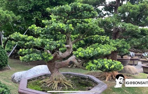 img 8780 [晶鑽羅漢松]有時候，有些事，付出，不一定有相同回報。 羅漢松(Podocarpus costalis)