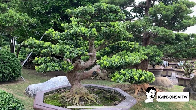 img 8780 [晶鑽羅漢松]有時候，有些事，付出，不一定有相同回報。 影片(Video)